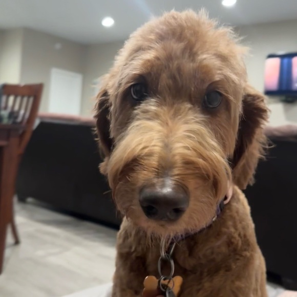 🪻🌼She’s LIVE!🪻🌼Randomly On. - Picture 6 of 8